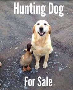 two dogs are standing next to each other with the words hunting dog for sale