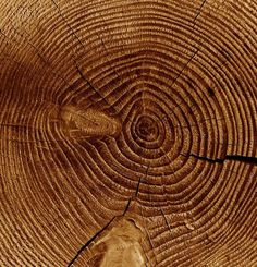 the cross section of a tree that has been cut down