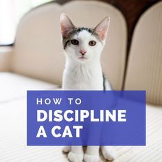 a cat sitting on top of a bed next to a blue sign with the words how to discipline a cat