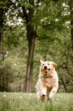 Golden retriever running towards camera with orange ball in mouth Dog Photoshoot Outdoor, Dog Photo Shoot Ideas Pet Photography, Outdoor Pet Photography, Dog Park Photoshoot, Summer Dog Photoshoot, Dog Photoshoot Ideas With Owner, Pet Photo Ideas, Photo Shoot With Dog