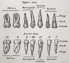 an old medical illustration shows different types of teeth