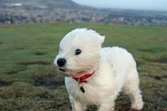 a small white dog standing on top of a grass covered field next to a lush green hillside