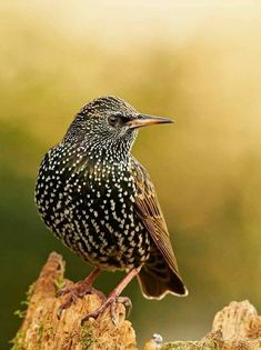 a small bird sitting on top of a tree stump