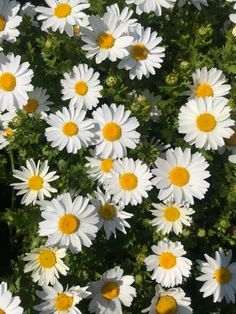 many white and yellow flowers in a field