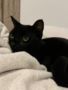 a black cat laying on top of a white blanket