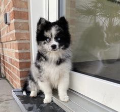 a small black and white dog sitting on top of a window sill