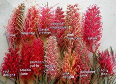 a bunch of red flowers with names in english and spanish on the side of a white wall