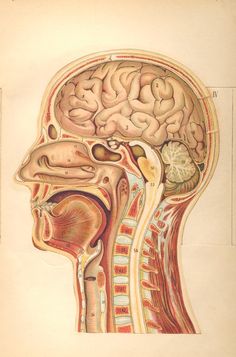 an antique medical illustration of the human head and neck, with various sections labeled in red