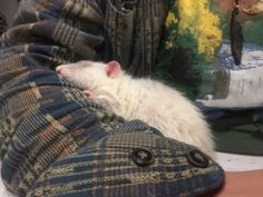 a small white rat sitting on top of a person's leg next to a pillow