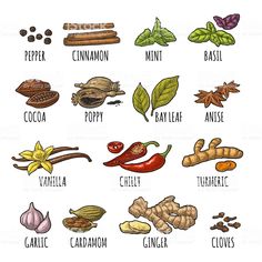 the different types of spices and their uses in cooking royalty - art illustration on white background