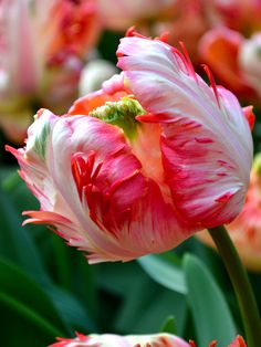 pink and white flowers with green leaves in the background