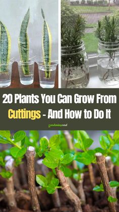 some plants are growing in glass vases with the words 20 plants you can grow from cuttings and how to do it