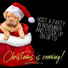 a dog in a santa hat sitting on top of a red bag with the words christmas is coming