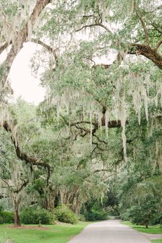 the road is lined with trees covered in spanish moss and hanging from the branches overhangs