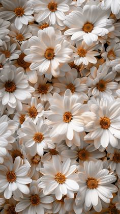 a bunch of white daisies are in the middle of a photo with brown centers