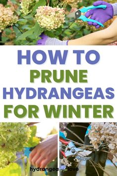 the words how to prune hydrangeas for winter are in front of pictures of flowers