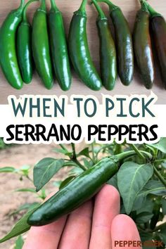 green peppers with the words when to pick serrano peppers on top and below them