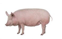 a pig is standing in front of a white background