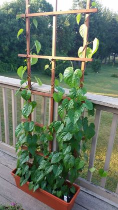 a potted plant with green leaves on a deck