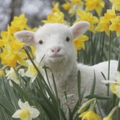 a lamb standing in the middle of some yellow daffodils and looking at the camera