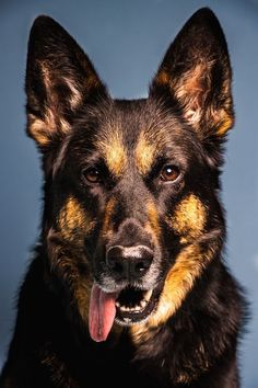 a black and brown dog with its tongue hanging out looking at the camera while standing in front of a blue background