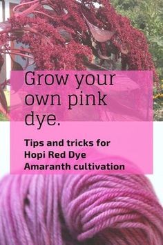 pink yarn with text that reads grow your own pink dye tips and tricks for hopi red dye