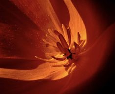 the inside of an orange flower with water droplets on it's petals and stamen