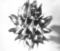 a black and white photo of a flower