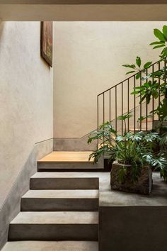 some plants are sitting on concrete steps in front of a stair case and planter