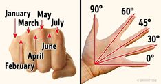 the diagram shows how many fingers are different sizes