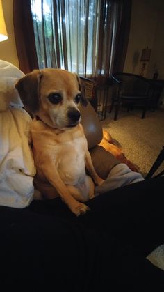 a brown dog sitting on top of a couch next to a person's leg