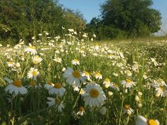 a field full of white and yellow flowers with trees in the backgroung