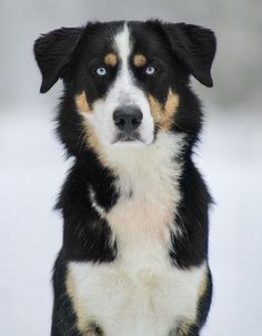 a black, white and brown dog sitting in the snow looking off into the distance