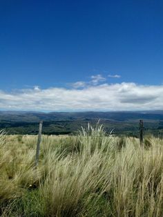 tall grass in the foreground with mountains and blue sky in the backgroud