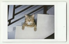 a cat is sitting on the edge of a stair case and looking at the camera