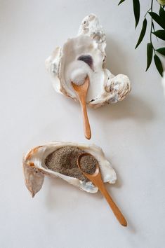 an image of two seashells and a spoon