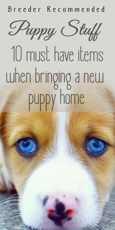 Puppy stuff | top 10 must have items when bringing a new puppy home Puppy Must Haves, Health Checklist, Types Of Puppies, Puppy Items, Dog Psychology, Puppy Leash