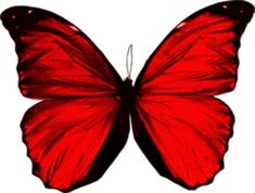 a red butterfly flying in the air