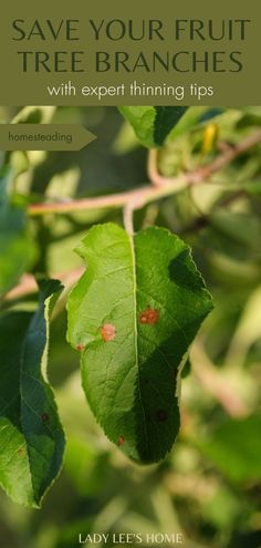 Thinning fruit trees is key for abundant and delicious fruit! Check out this beginner-friendly guide.