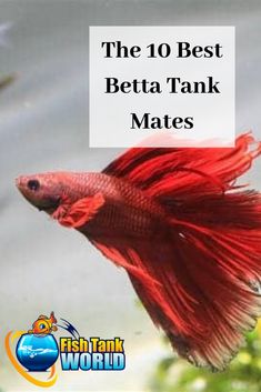 the 10 best betta tank mates