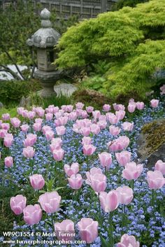 pink and blue flowers in the middle of a garden