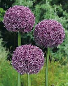 three purple flowers with green stems in the foreground and bushes in the back ground