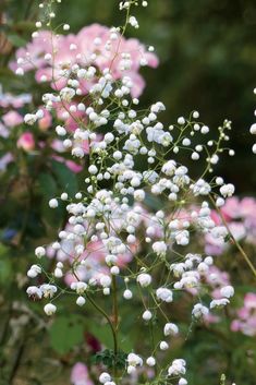 white flowers with pink and green leaves in the background