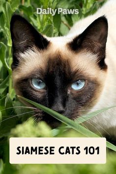 siamese cat with blue eyes laying in the grass and looking at the camera text reads siamese cats 101 daily paws