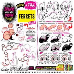 the instructions for how to draw ferrets