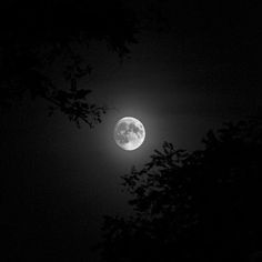 the full moon shines brightly in the dark night sky above some tree branches on a black and white background