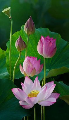 three pink lotus flowers blooming in front of green leaves