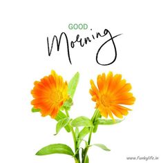 two orange flowers with the words good morning written on them in black ink, against a white background