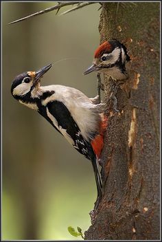 two woodpeckers climbing up and down the side of a tree trunk together