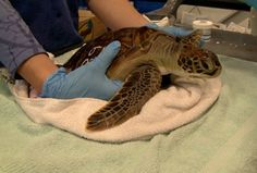 a person in blue gloves holds a turtle on top of a white towel while it's being held by someone